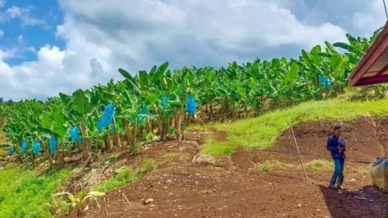 Senator Imee Pushes Banana Rescue Plan As Philippine Exports Decline