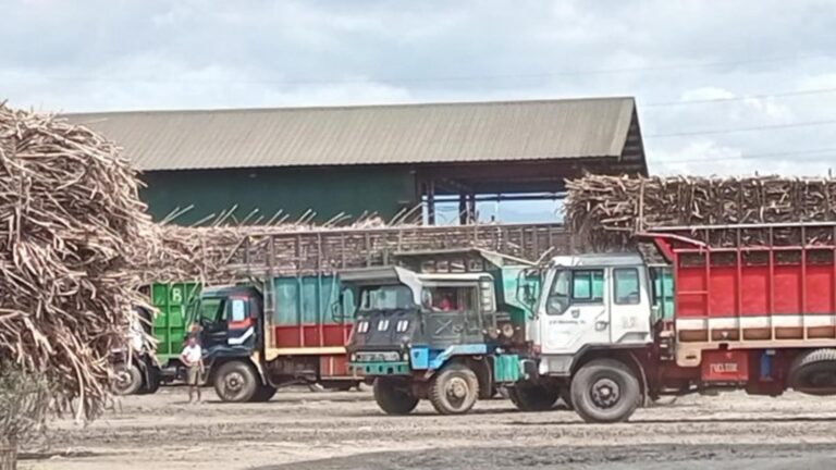 Sugar Milling Season For Crop Year 2025-2026 To Start October 1