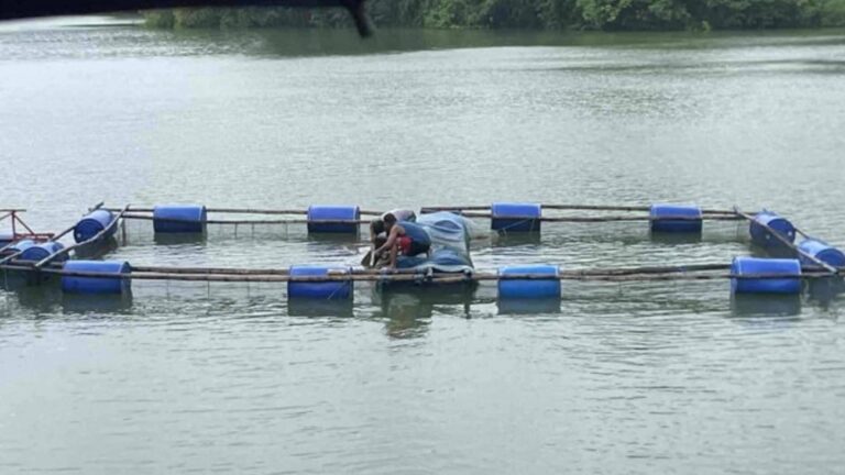 Batac Farmers Receive Livelihood Boost Through Prawn Cage Culture