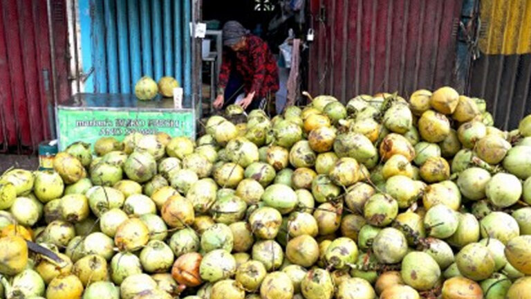 Ilocos Norte IPs Support Moves To Revitalize Coco Industry