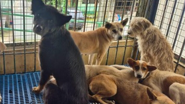 Baguio Allots PHP10 Million For New Animal Care Center