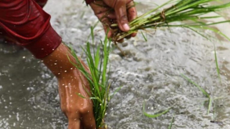 Agri Aid In Place Amid Possible Effects Of LPA, Southwest Monsoon