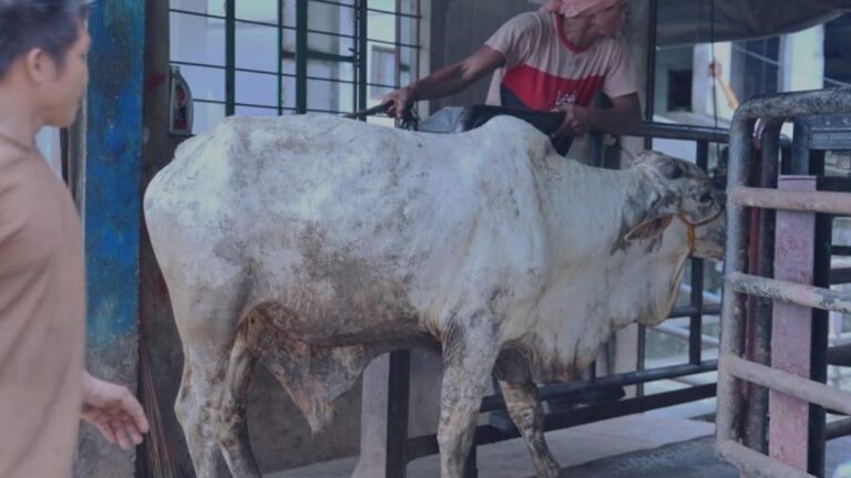 Cattle Raising Gets A Boost In Ilocos Norte