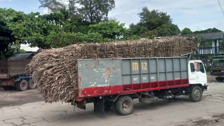 Sugar Mills In Negros Start Accepting Canes For New Crop Year
