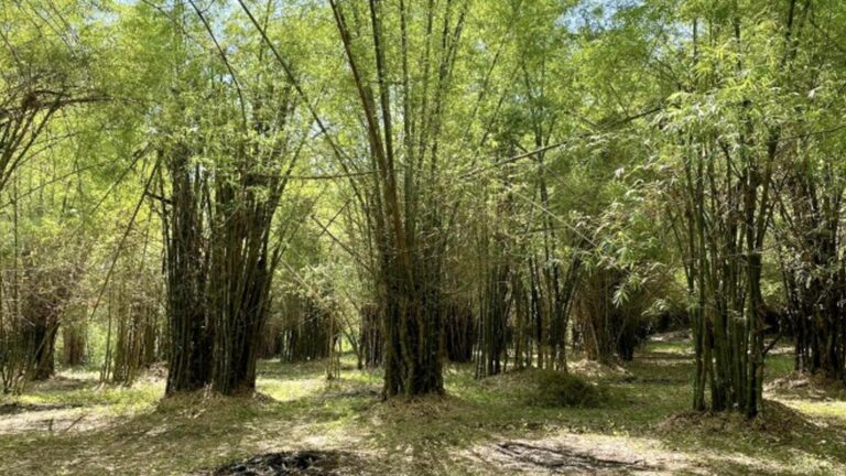 DTI Initiatives To Boost Bamboo Industry In Iloilo