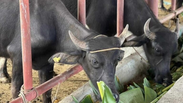 Pagudpud Dairy Farming Gets Boost With Livestock Purchase