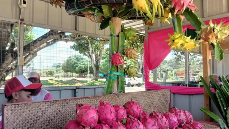 Guimaras Promotes Alternative High-Value Products In Dragon Fruit Fest