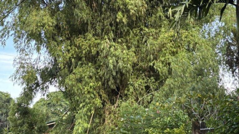Negros Oriental Bamboo Council Lines Up Activities For September Celebration