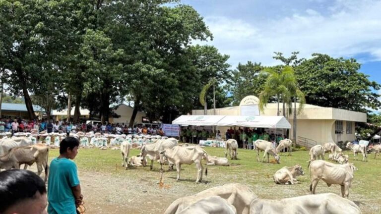 Ilocos Norte College Students Receive Livestock For Livelihood