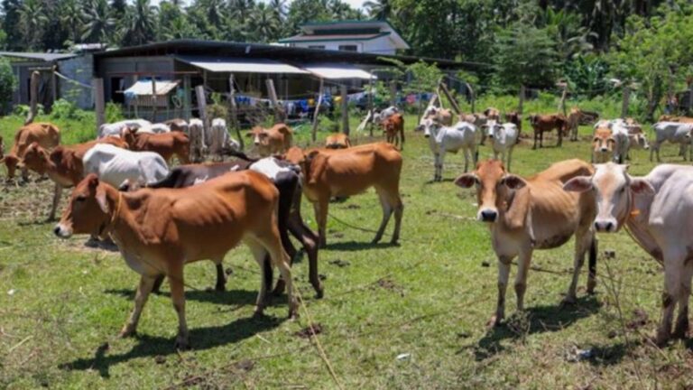Agusan Del Sur Farmers Receive 50 Cattle To Promote Organic Farming