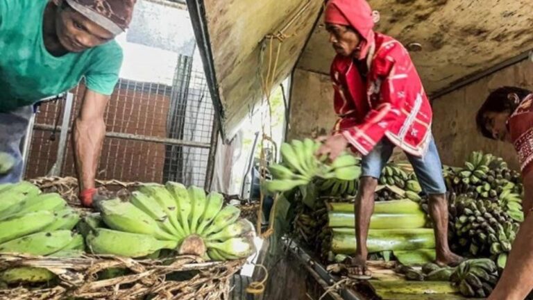 Davao IPs’ Cardava Bananas To Penetrate Global Market