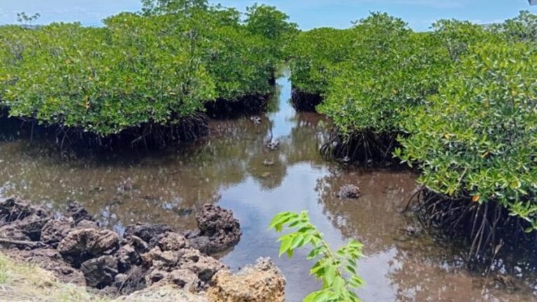 Protecting Siargao: A Shared Responsibility