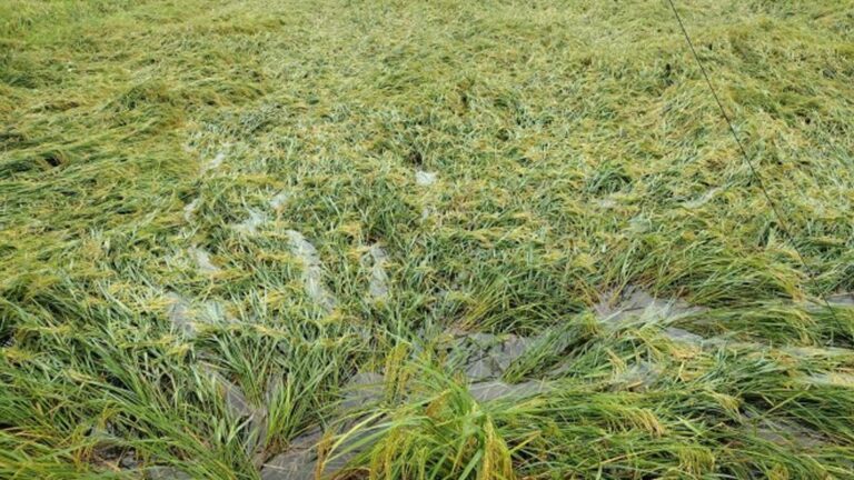 Over PHP3 Billion Agri Assistance Ready For Farmers, Fishers