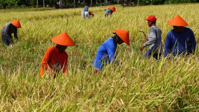 President Marcos: Farmers Affected By Low Palay Buying Price To Get PHP10 Thousand Aid