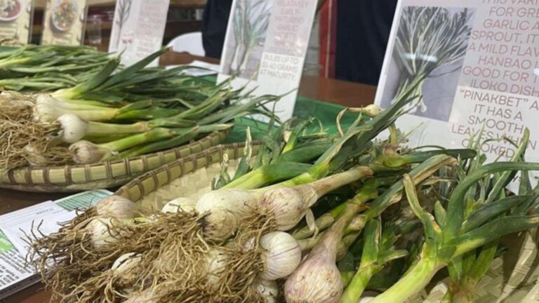 Ilocos Norte Expands Demo Farms For Taiwan Garlic Varieties
