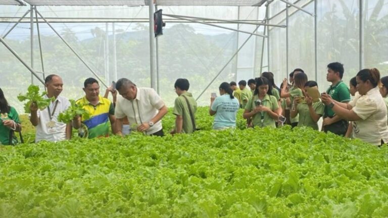 Negros Occidental State University Eyes Income In Greenhouse Lettuce Production