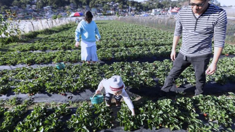 Strawberry Farms Visitors Told To Manage Expectations