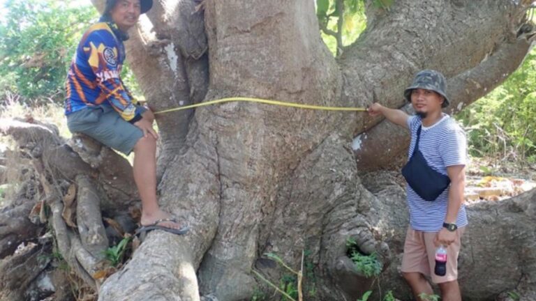 DENR: Pag-asa Island’s Small Beach Forest Packs Big Carbon Power