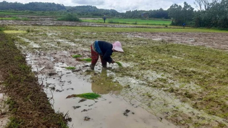 Northern Samar’s Inclusion In RCEF To Boost Local Rice Output