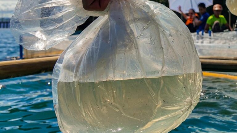 BFAR, Partners Release 3K Sea Cucumbers In Southern Leyte