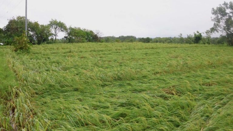 Typhoon-Hit Farmers Allotted PHP571 Million Insurance Payout For Recovery