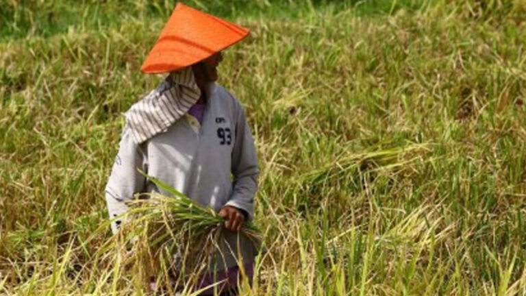 Philippines On Right Track As Agri-Fishery Sector Posts Sustained Growth