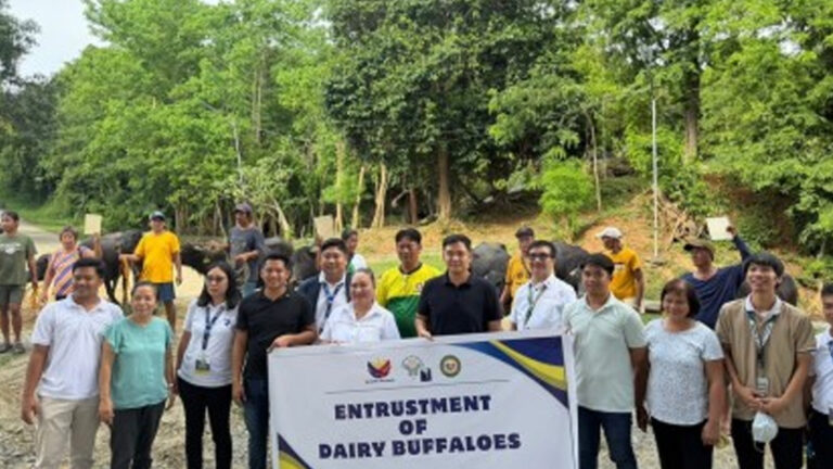 Agrarian Reform Beneficiaries In Batac Get Dairy Buffaloes From DA-PCC