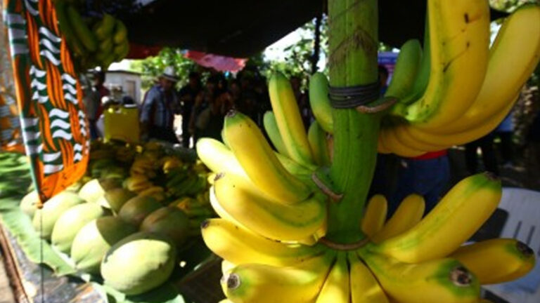 Stronger Support For Banana Sector Assured Amid Panama Disease Threat