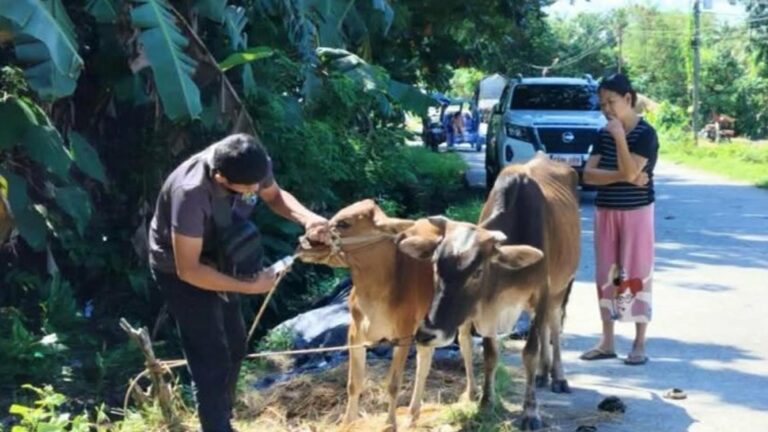 Antique Farmers Told To Secure Animals Against Tino’s Impacts