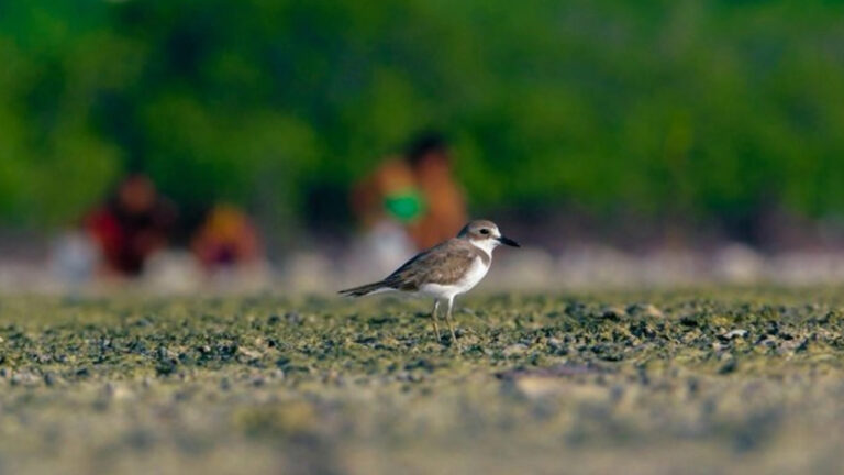 Philippines Hosts Landmark Global Meeting On Migratory Waterbird Conservation