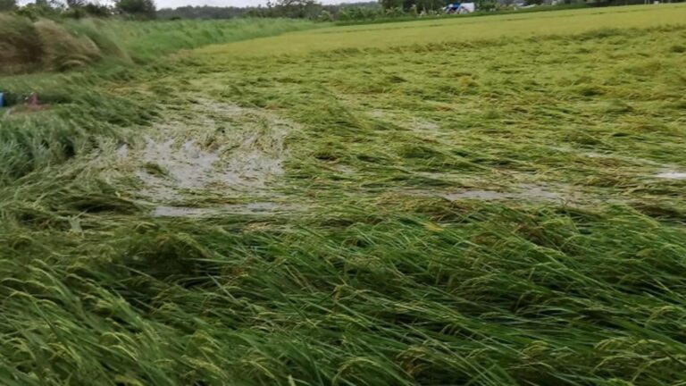 DA Prepositions PHP1 Billion Aid For Farmers, Fishers Affected By Uwan, Tino