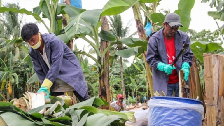 Department Of Agriculture, Partners Test New Protocols To Combat Banana Disease