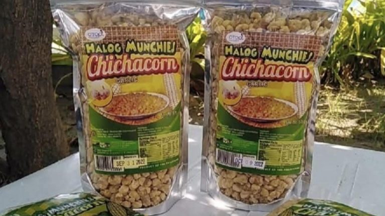 La Union Farmers Beat Pests, Find Income Boost In ‘Chichacorn’