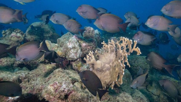 Department Of Tourism Checks 11 Dive Sites In Eastern Visayas