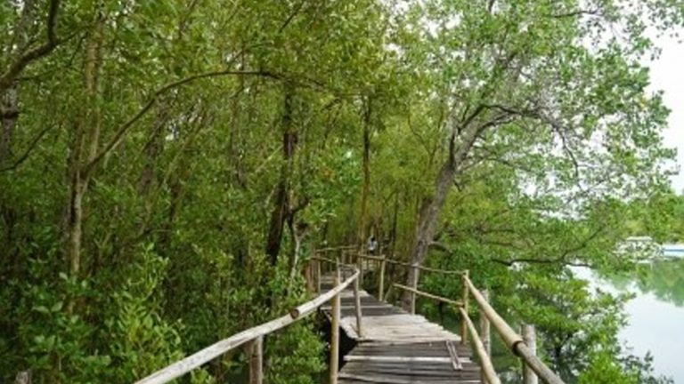 DENR 6 Exec Highlights Role Of Mangroves In Community Protection