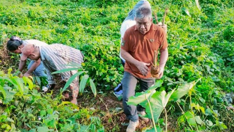 Biliran Steps Up Bamboo Rehabilitation Program
