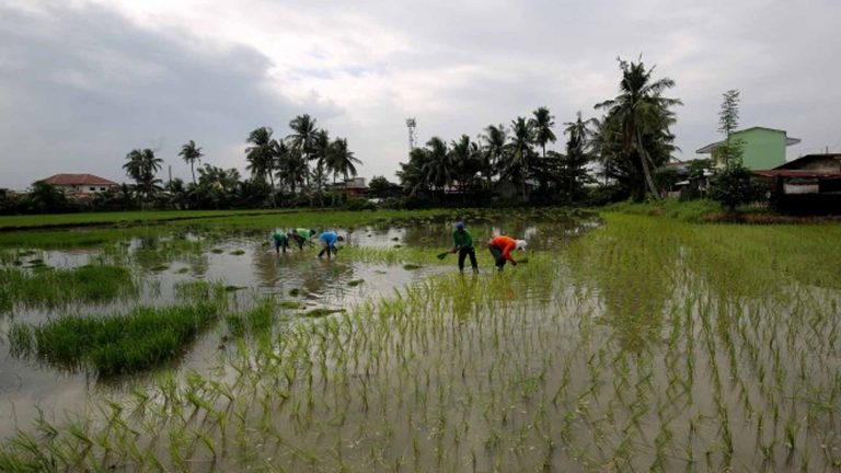 DOST To Set Up Modern Farming Hub In Eastern Visayas