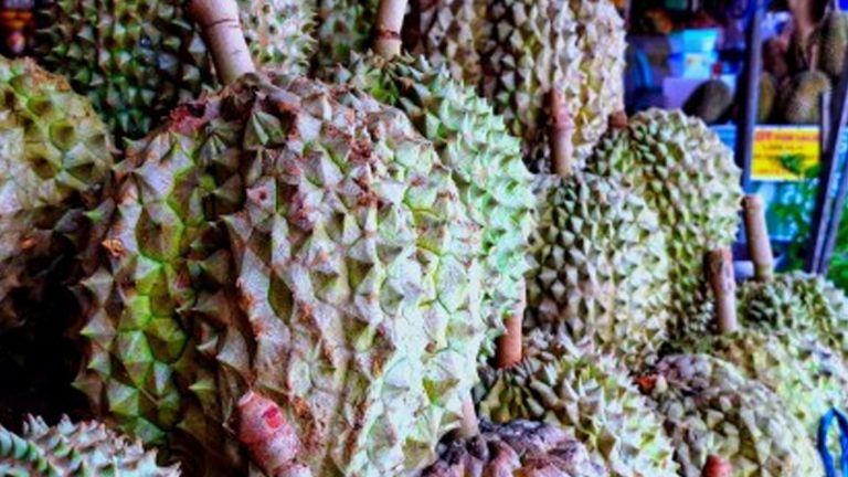 Department Of Agriculture Hastens ‘Good Practices’ Certification For Davao Durian Farms