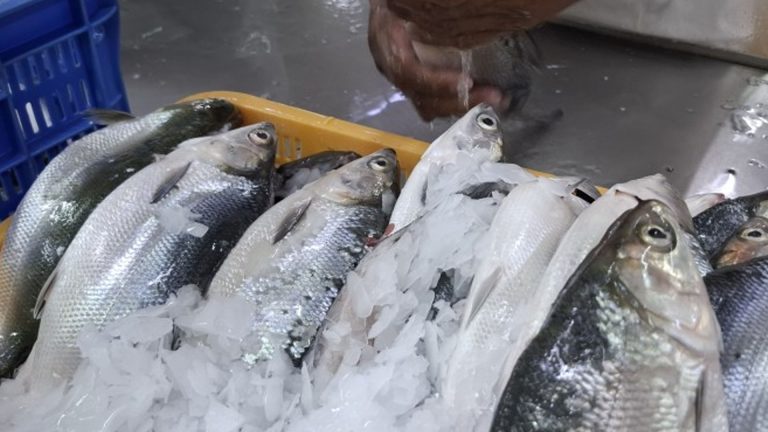 Pangasinan To Set Up Own ‘Bangus’ Breeding, Hatchery Facility