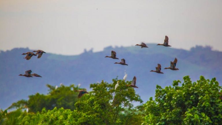 40 Species Of Migratory Birds Visit Capiz Wetlands In January