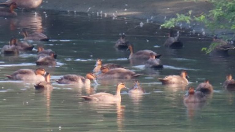 DENR Urges Declaration Of Gabu Wetland In Laoag As Protected Area