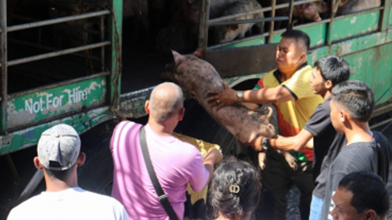 Camiguin Boosts Sustainable Livestock Intervention Programs