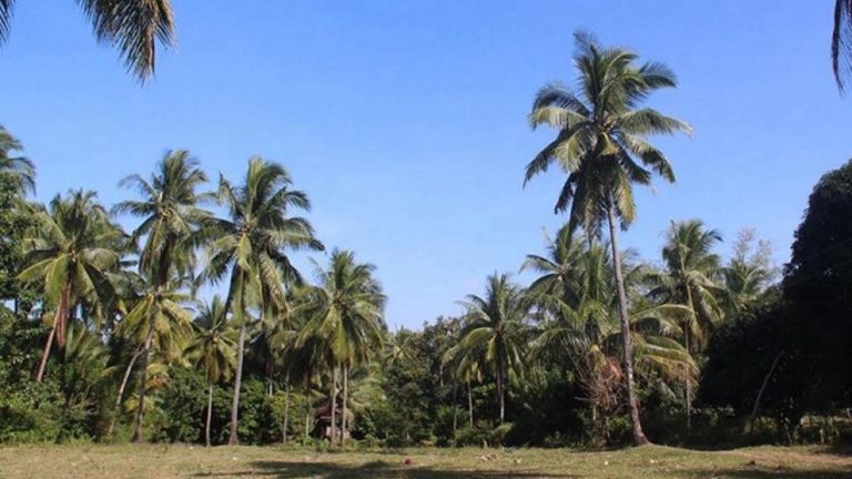 PBBM Seeks Immediate Passage Of Coco Industry Development Bill