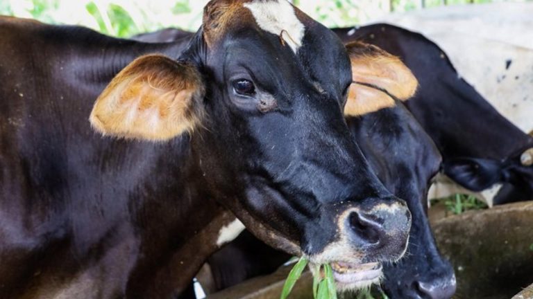 National Dairy Authority Cites Gains In Philippine Dairy, Milk Output