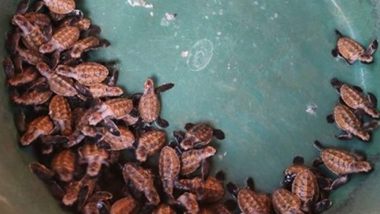 69 Hawksbill Sea Turtle Hatchlings Rescued In Guimaras