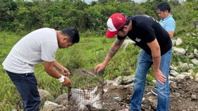 Rescued Philippine Hawk-Eagle Released In Agusan Marsh