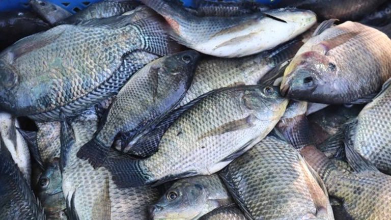 Festival Highlights Benguet Village’s Bountiful Tilapia Harvest