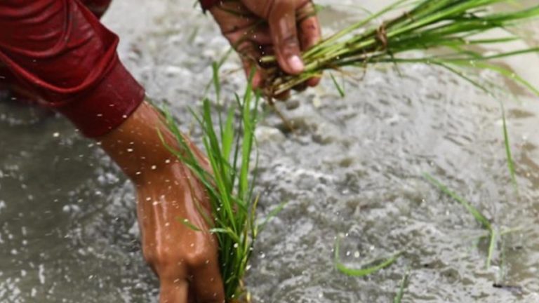 DA-13 Aids Basyang-Hit Farmers In Surigao Del Sur