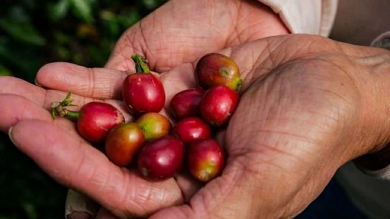 Senator Lacson Seeks To Position Philippines As Net Coffee Exporter By 2035