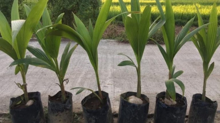 More Ilocos Norte LGUs Backs Philippine Coconut Planting Program